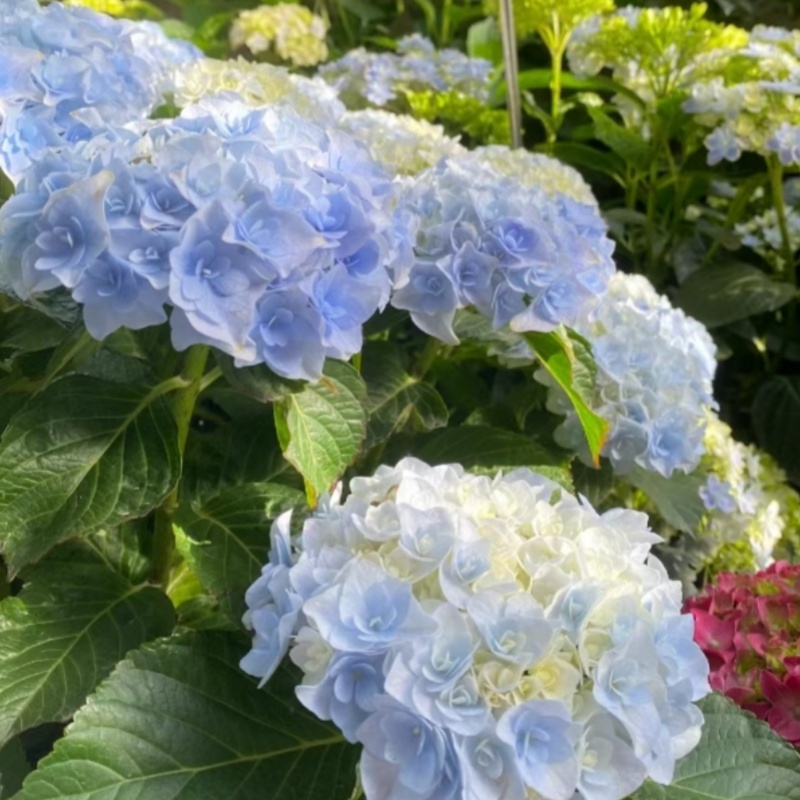 【魔幻紫水晶]五加仑绣球花苗阳台盆栽庭院花卉植物