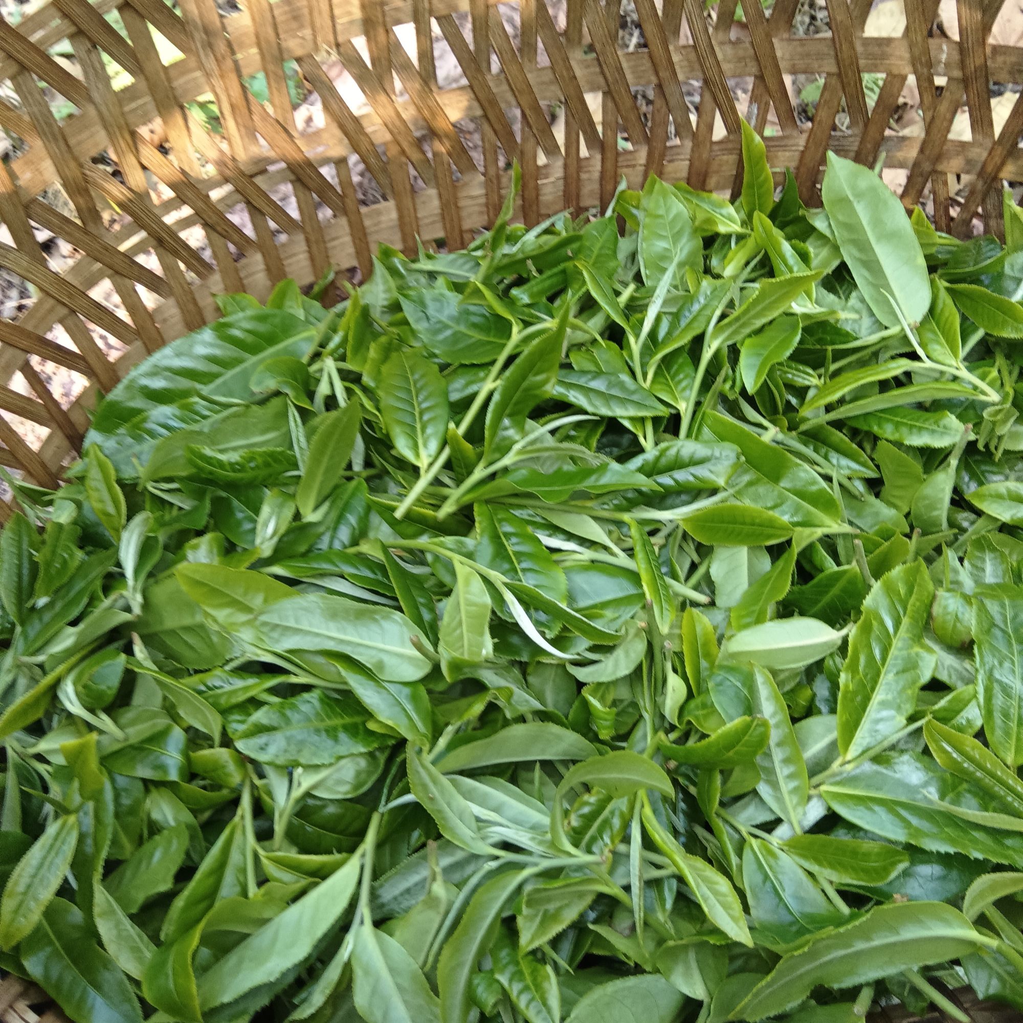 上纪堂溯源 预售 天门山16号 天门山一类 单株 普洱生 散茶