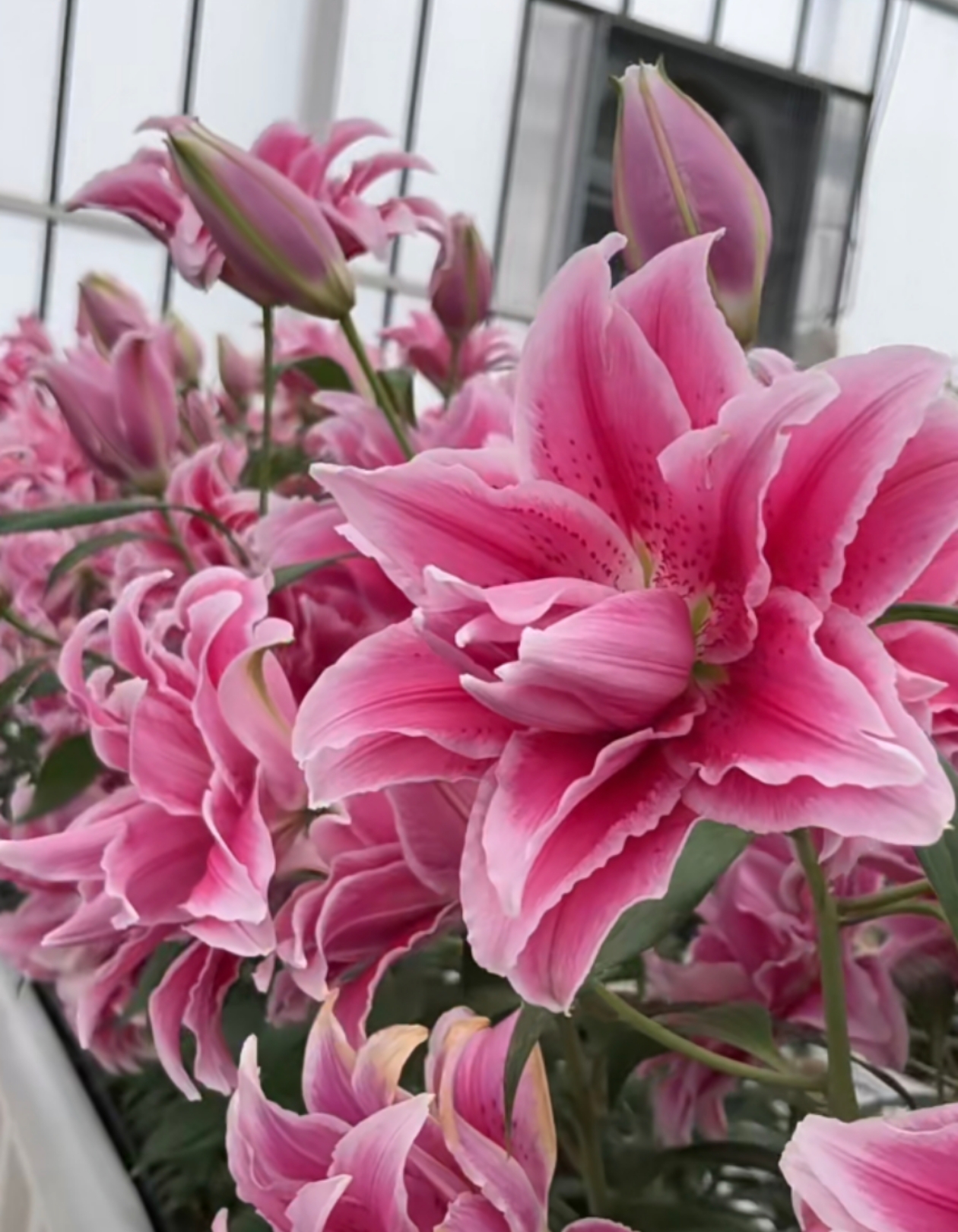 【伊莎贝拉】重瓣中香型四季可种庭院盆栽