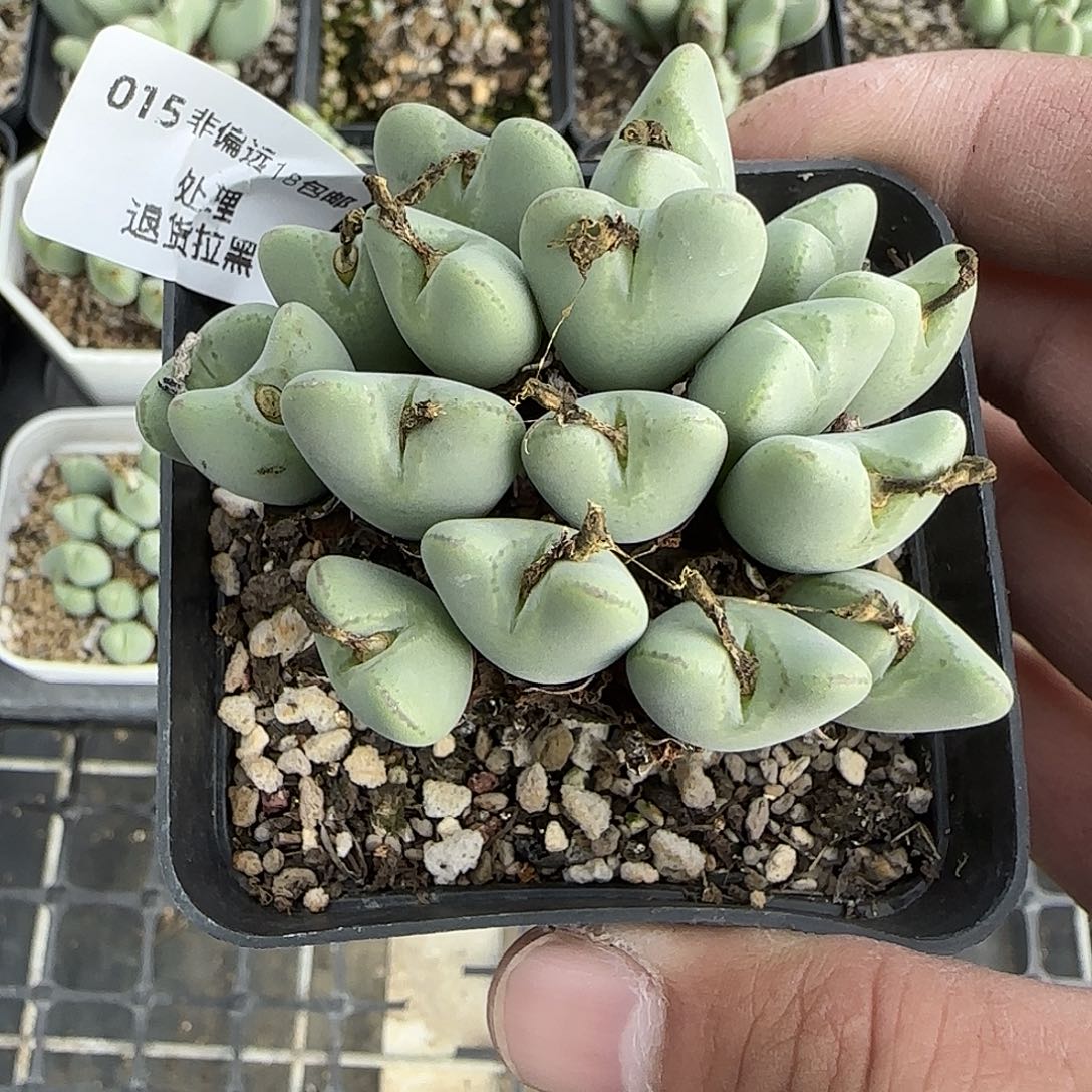 015号，17头将18包邮