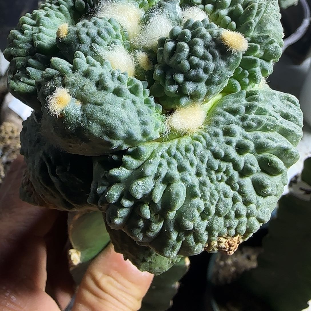 我***宙大尤怒涛485仙人球开花