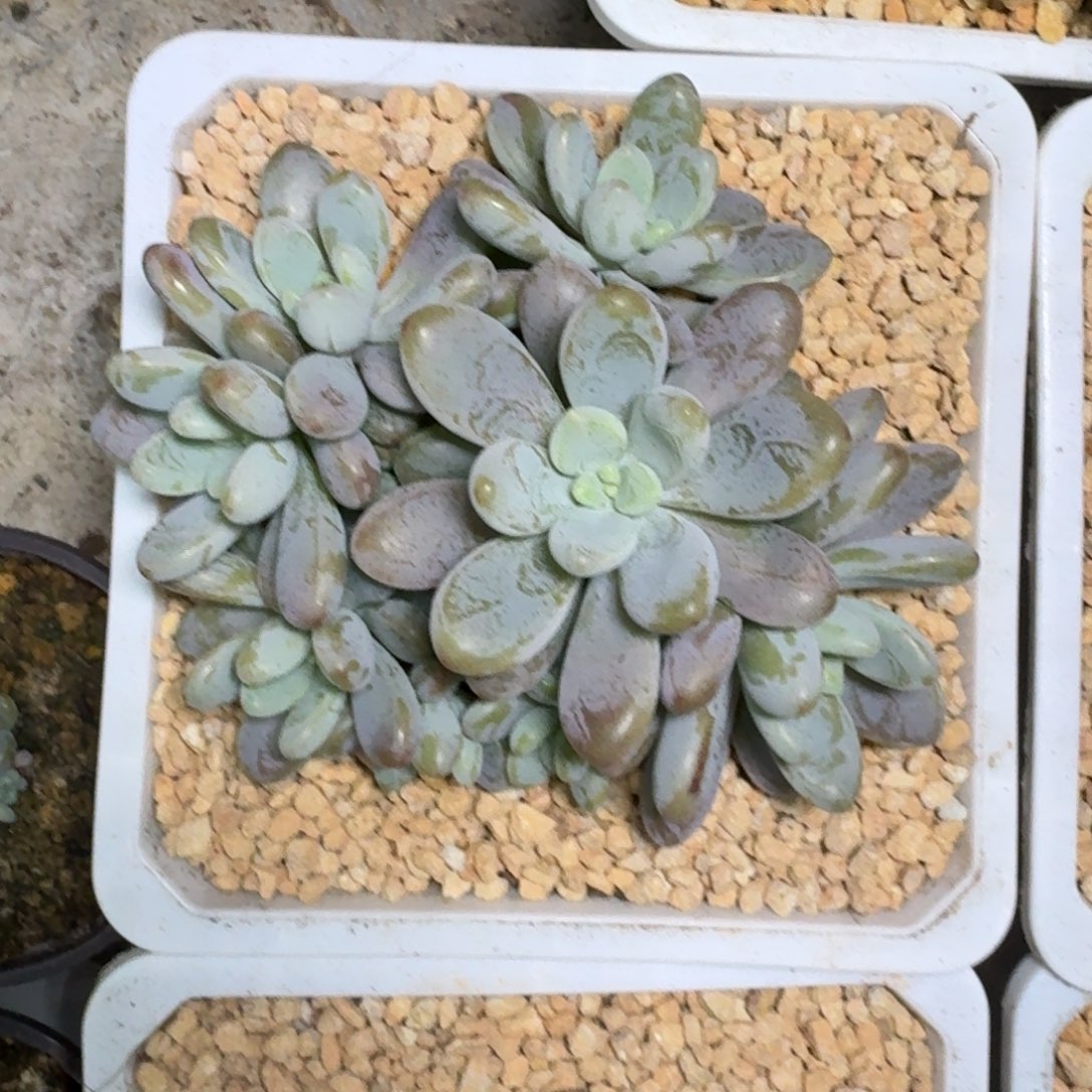 海妮亚 群生 一物一拍