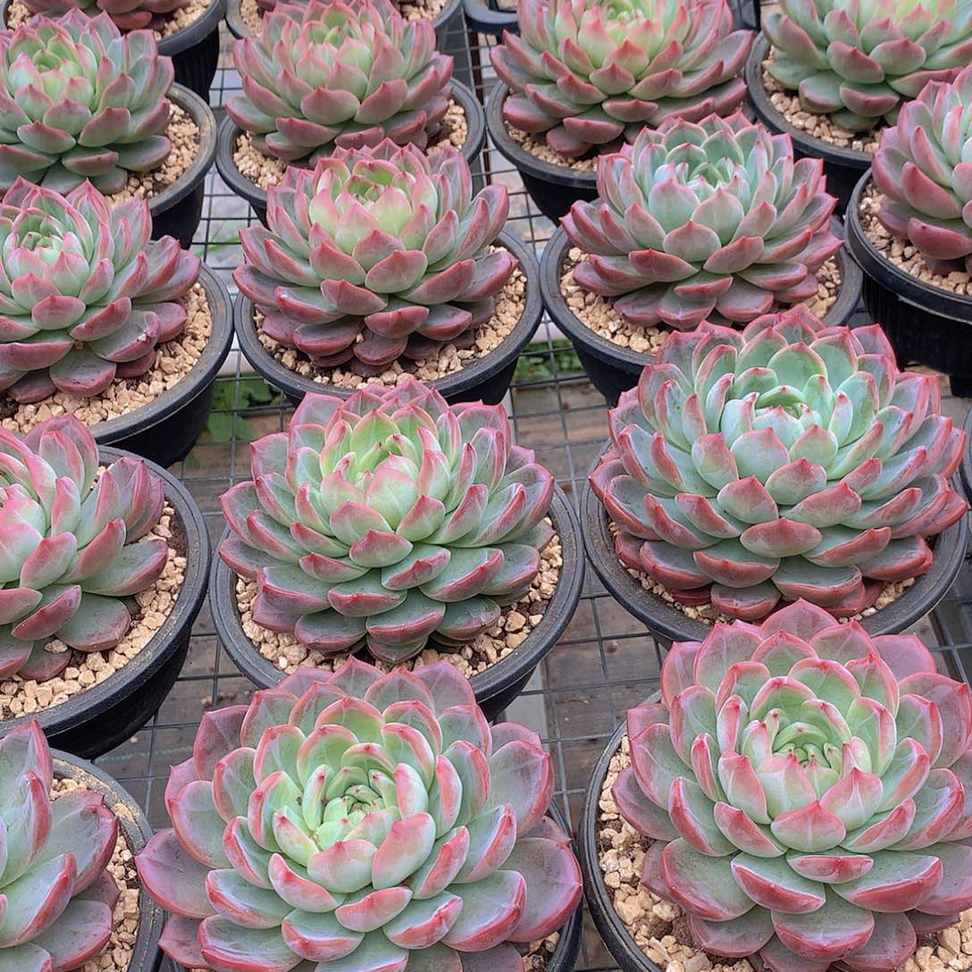 超大号红鸾456789999900