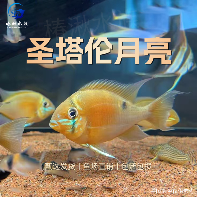 【椿湫水族】精品圣塔伦月亮宝石鱼