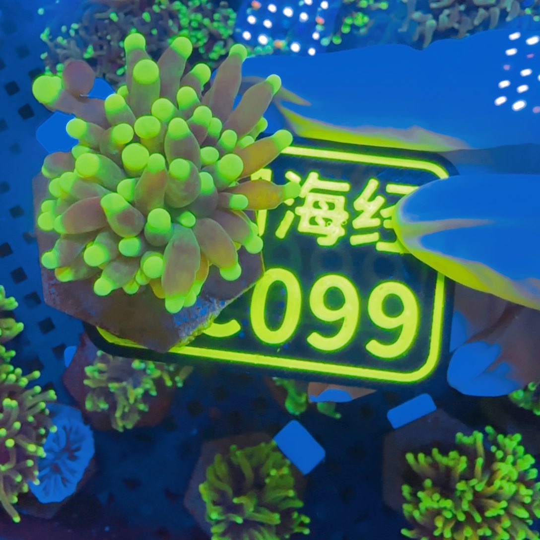 *****纽扣珊瑚晓晓不包邮仙本那霓虹金C099