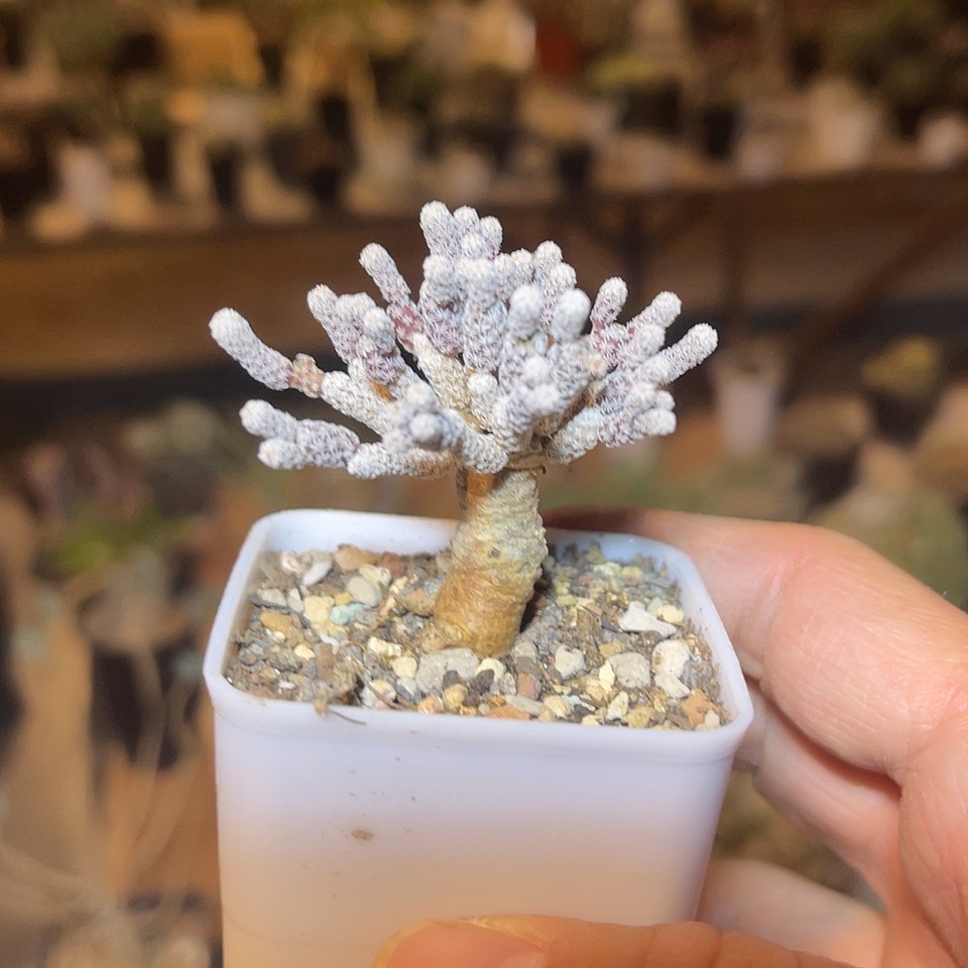 实生迷你牧师一物一拍