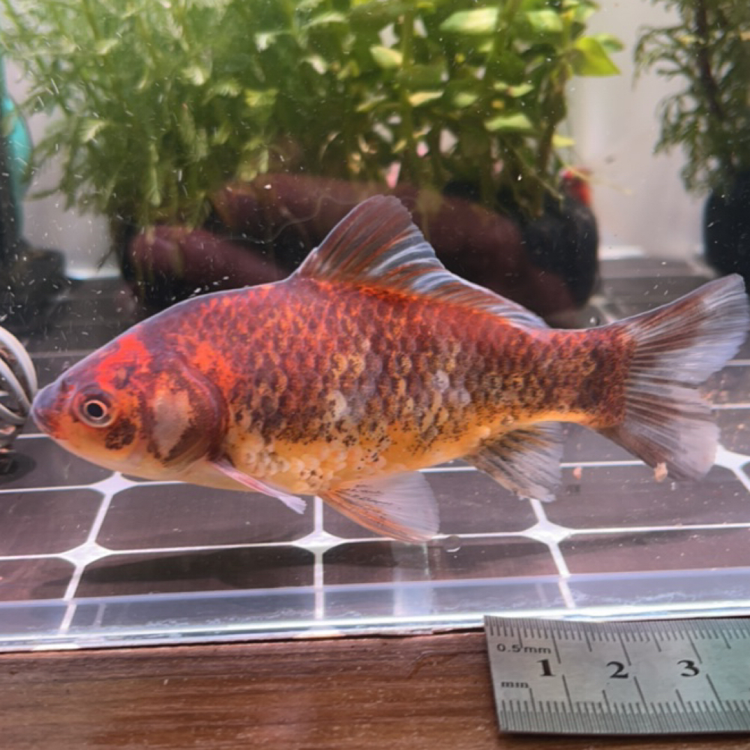 170号11-12公分茶色麒麟短尾草金鱼（母鱼）
