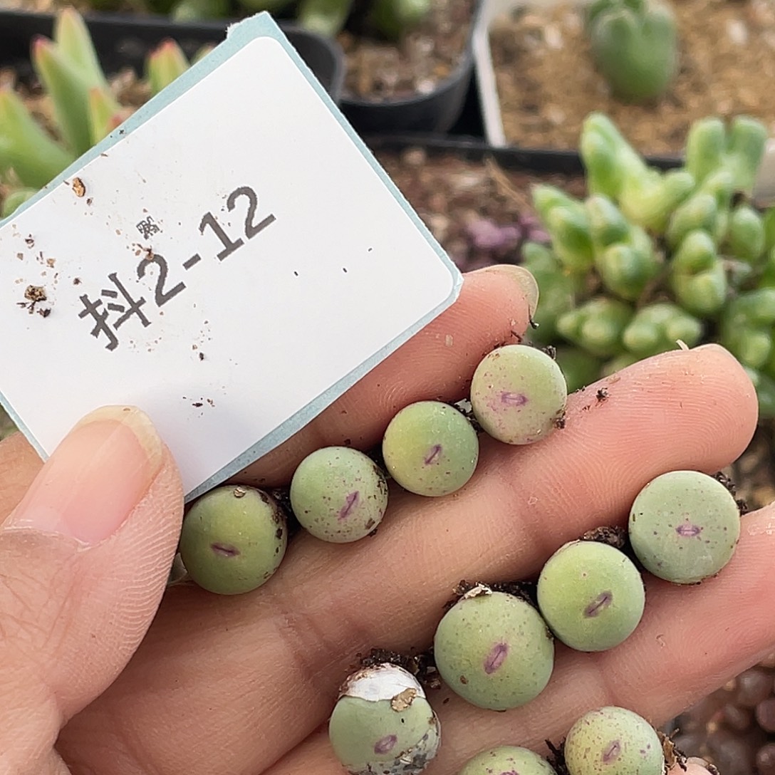 傅****2-12肉锥多肉植物