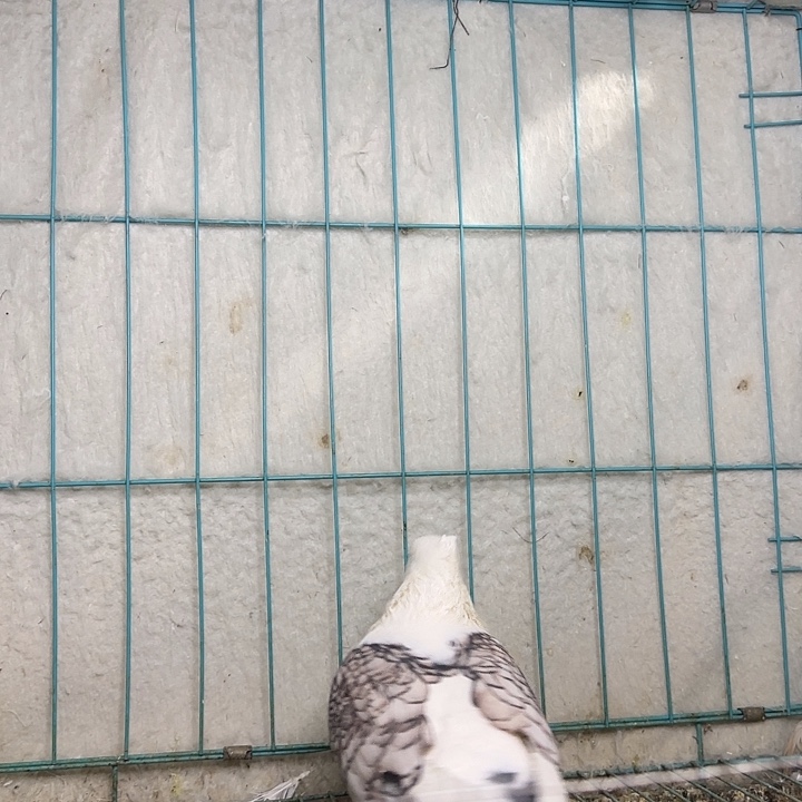 用***21111111111中国大陆包装