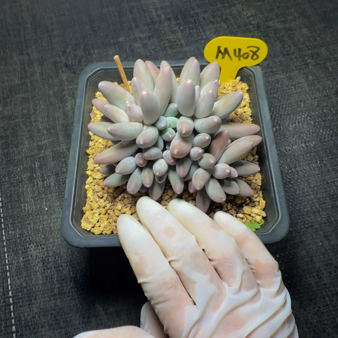 君**?m m m m m m m m 408