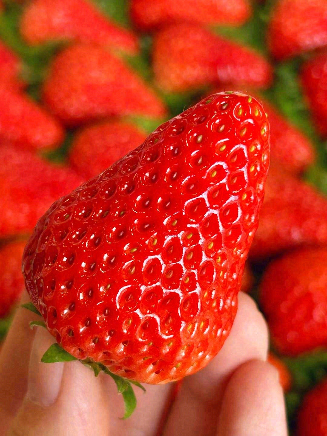 一颗红颜草莓自然红透的小可爱谁能不爱呢，一口下去草莓香味十足，幸福感爆棚的草莓