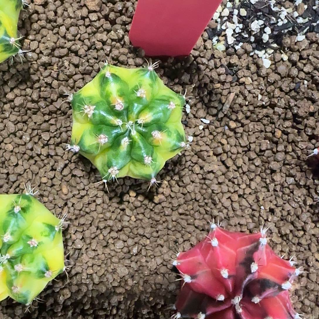 *****L801-1220泰国发货 绿袖子