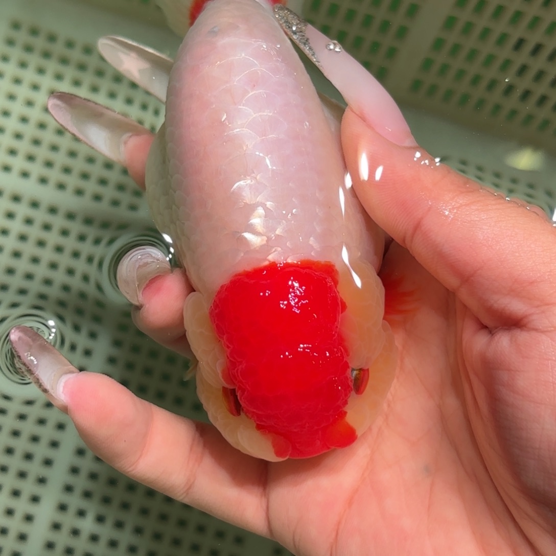 R***'金鱼不拍包装运费到付，拍包装包邮