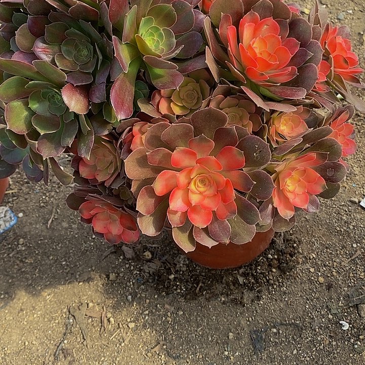 多肉雅典娜608多肉