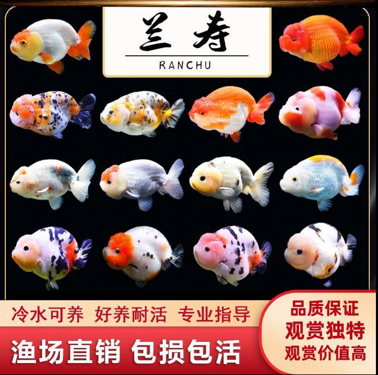 奶牛兰寿国粹樱花金鱼冷水观赏鱼苗活体好养耐活可爱观赏鱼泰狮