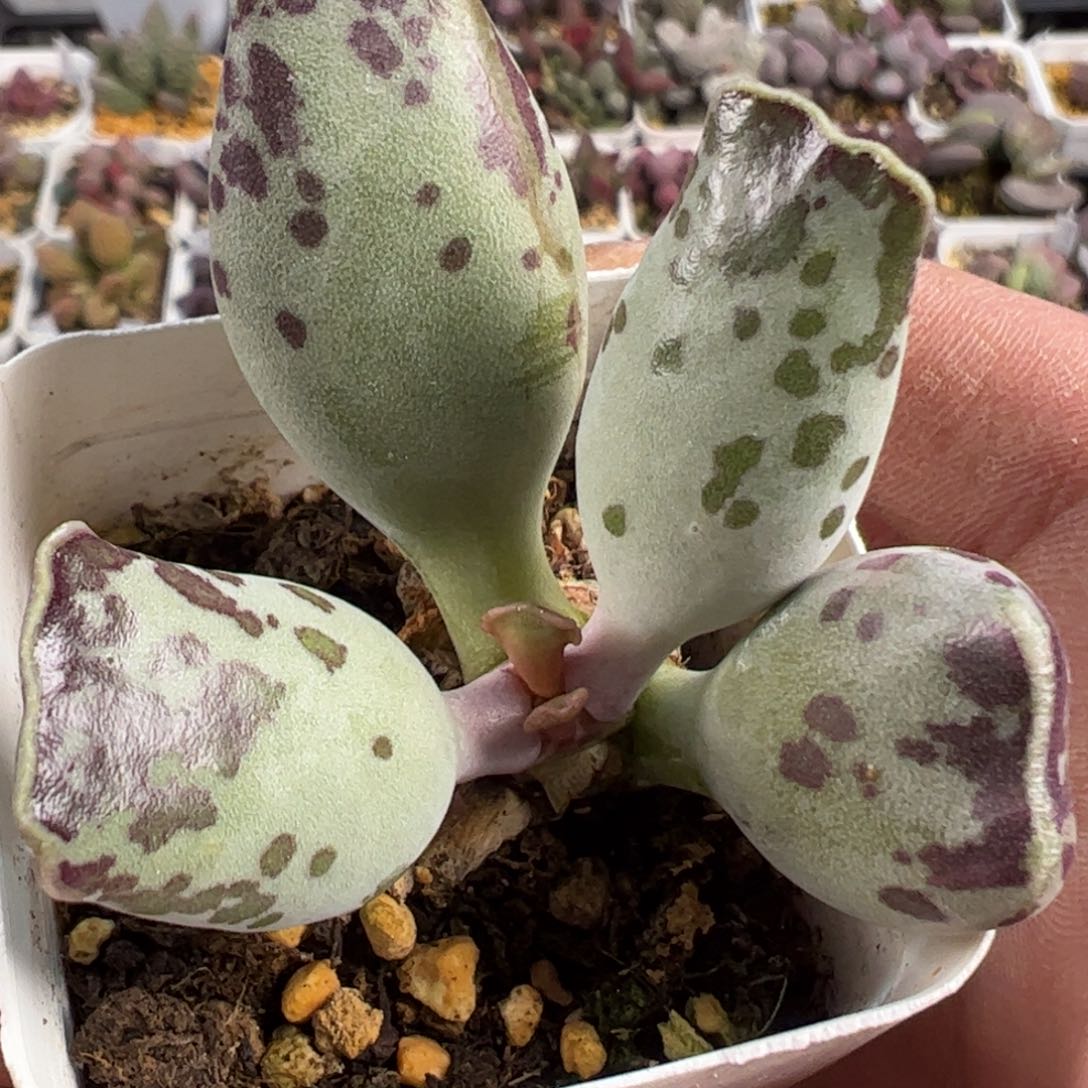 猫耳海豹多肉植物的