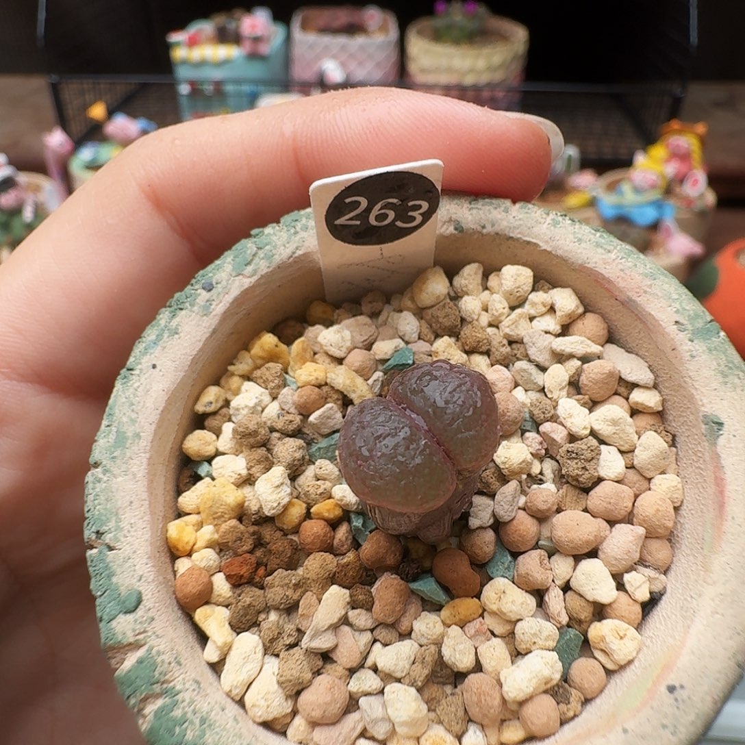 多肉植物福利风铃263