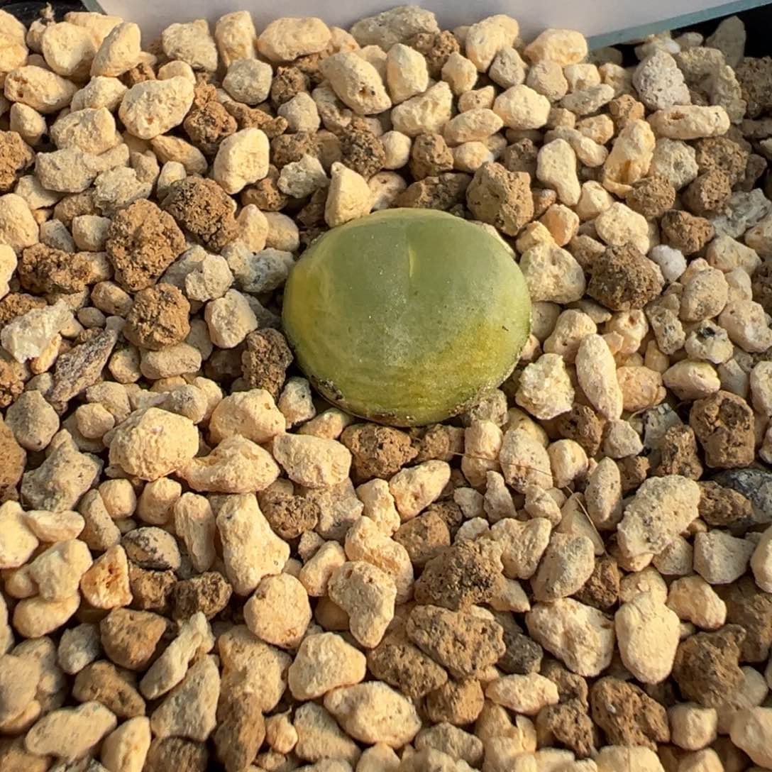 28-01拉登多肉植物，