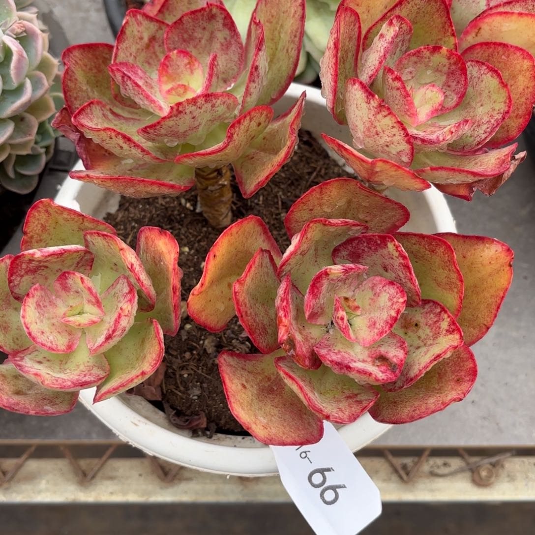 同温层多肉66初吻