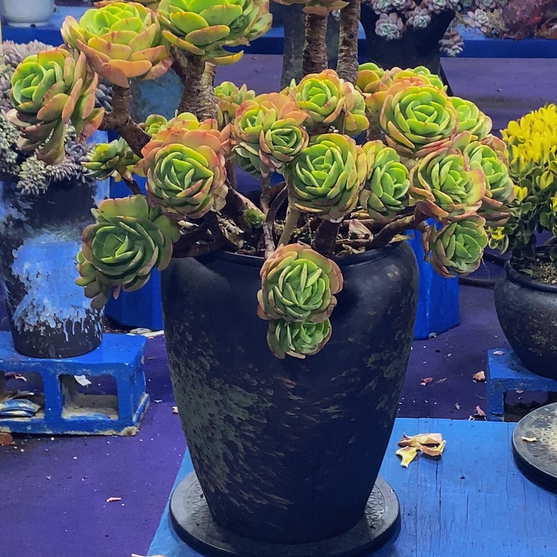 杨*阳碧桃多肉植物带盆物流自理