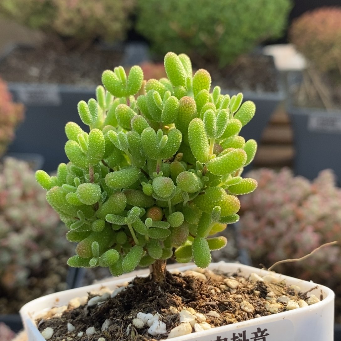 2****c蜜橘糖球6682枝干番杏