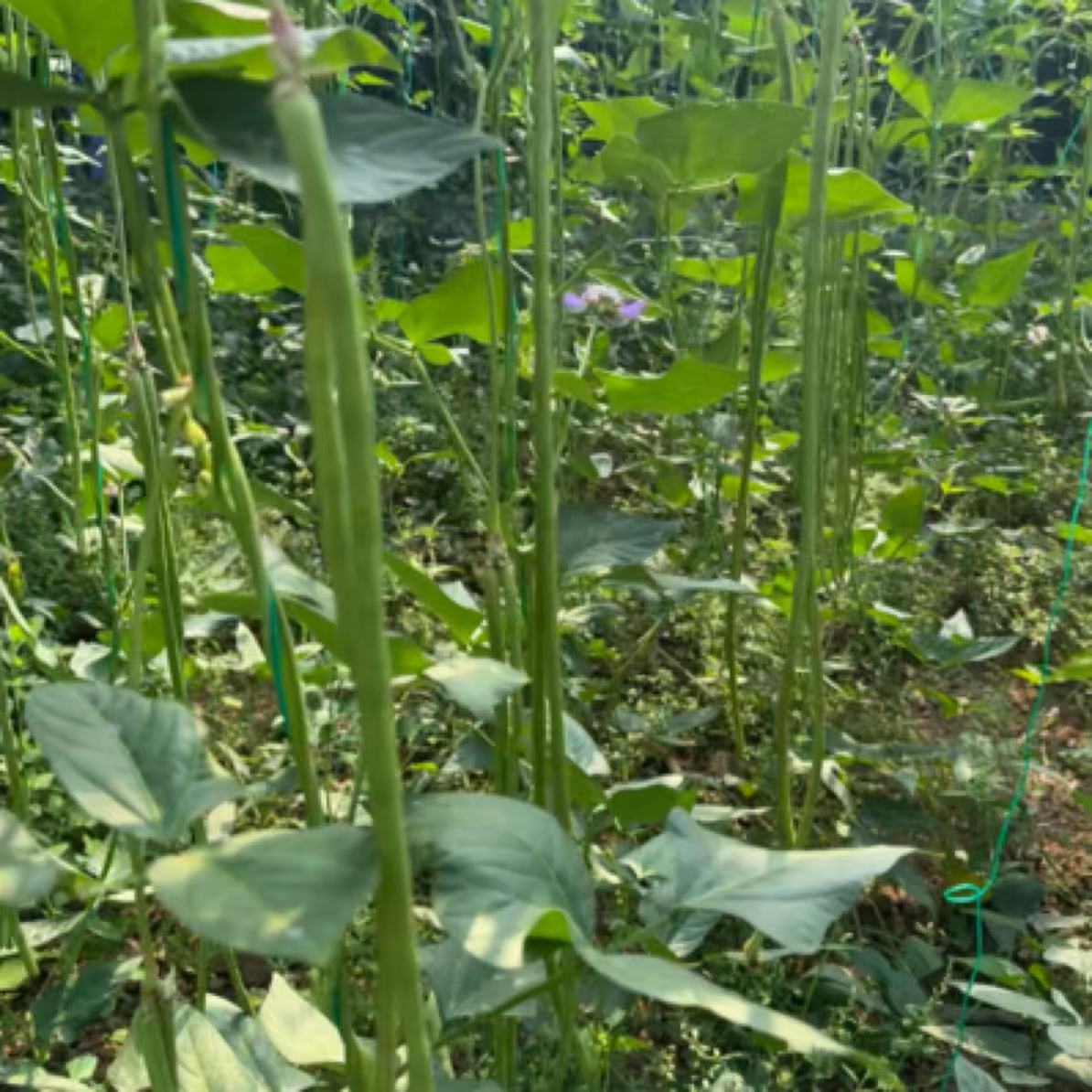 9.9 包邮密云本地新鲜现摘豇豆长豆角特惠装豆角同城送