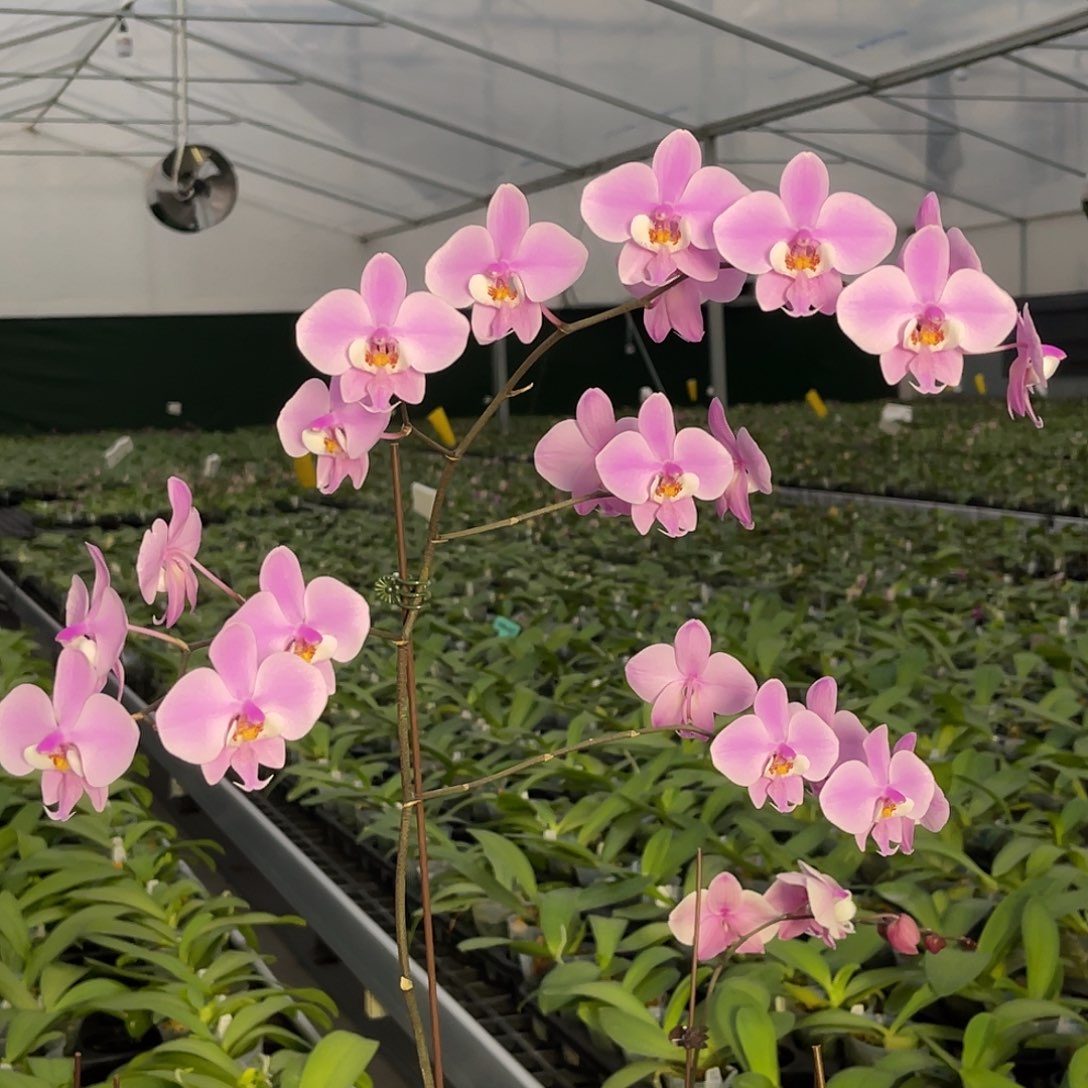 大量花朵（建议范围：8朵-15朵 或40%以上）编号1071西蕾丽雪樱