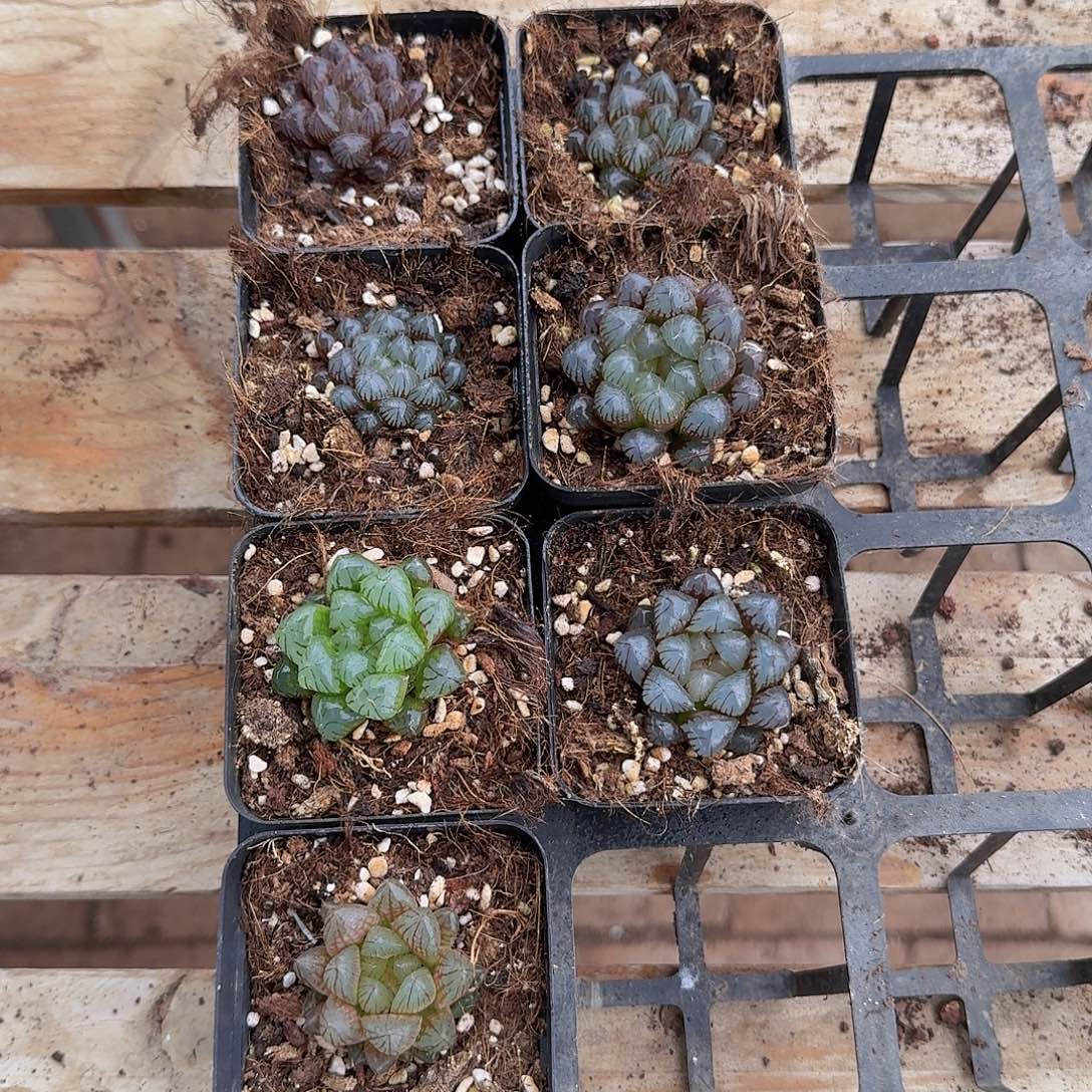 直播福利一物一拍257