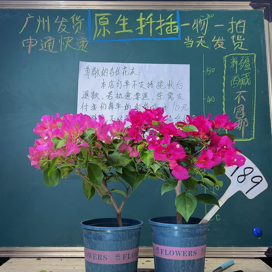 当前无花栽培后可以开花 粗杆玫瑰花 弯杆暗斑宫粉 189