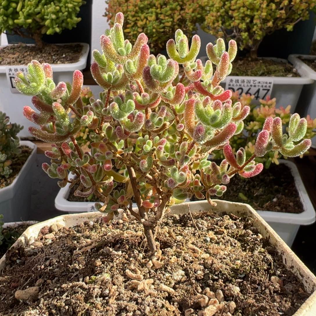 D2658冰晶一物一拍