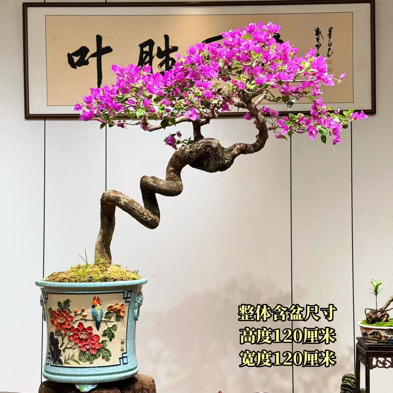 【叶胜园艺】精品小叶紫老桩三角梅盆景