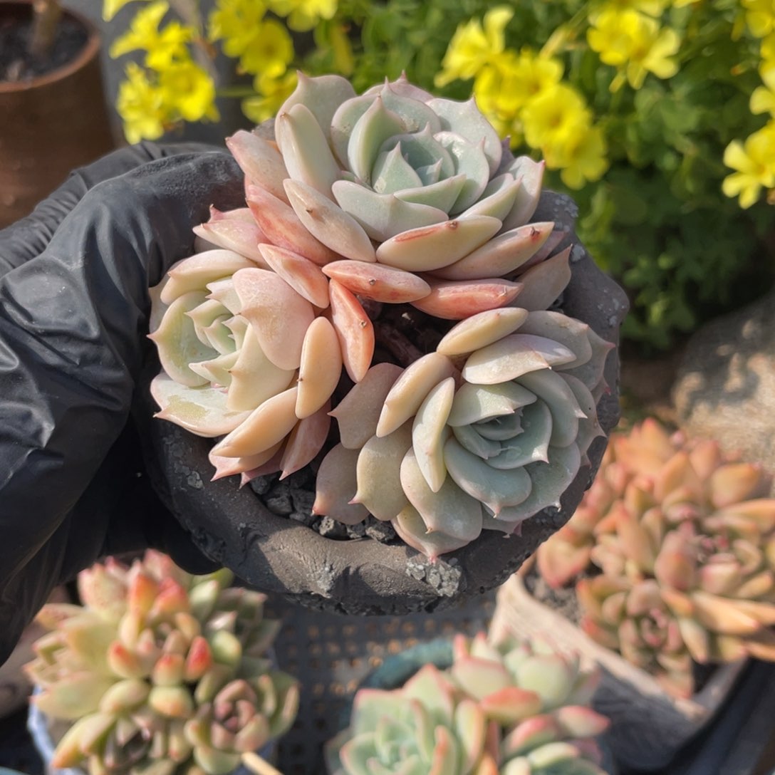 多肉植物露娜莲群