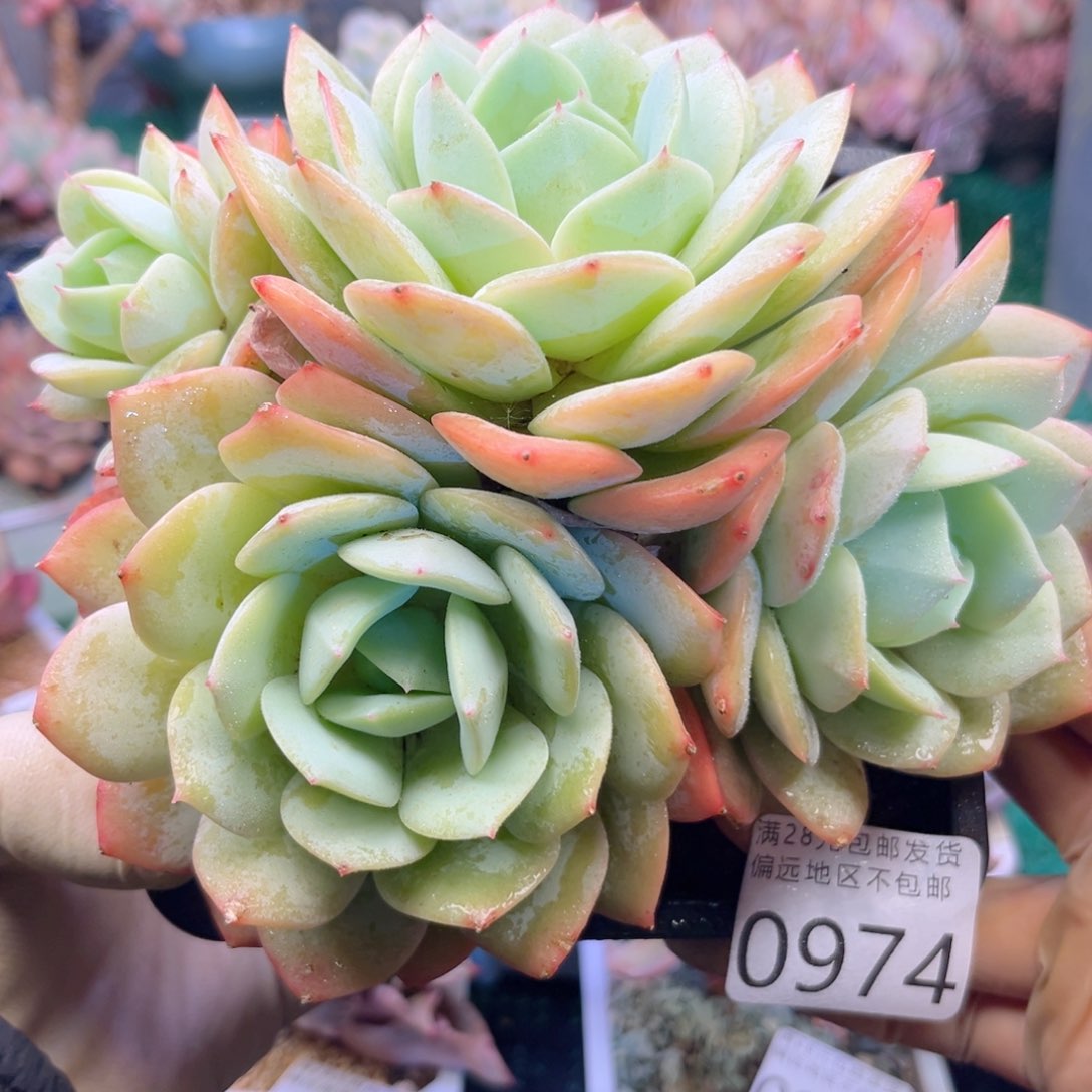 大0974:）zh zh x g v b