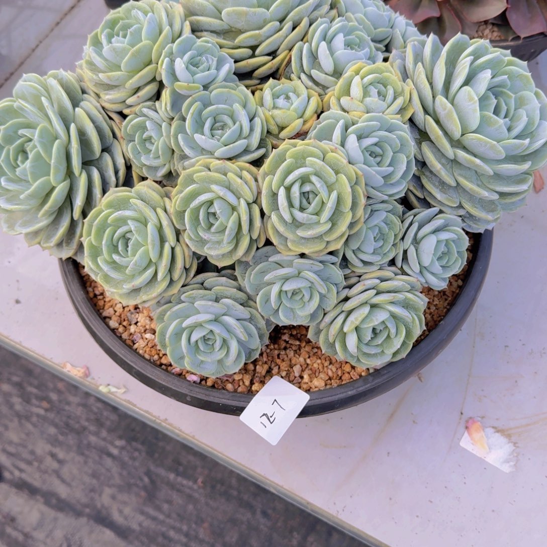 宗***）12-7劳林多肉植物000