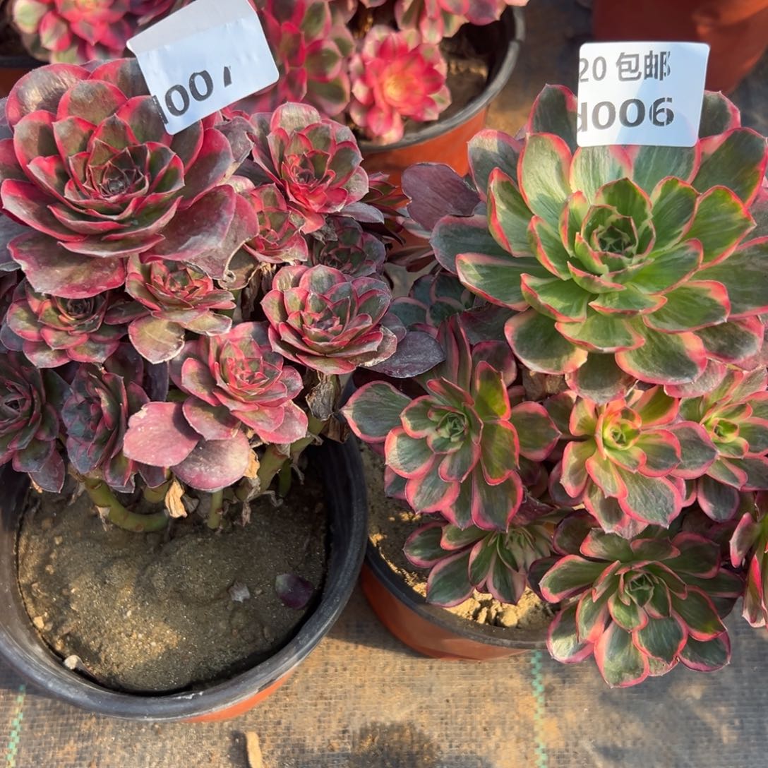 芳***园2颗纳福，多肉法师多肉法师