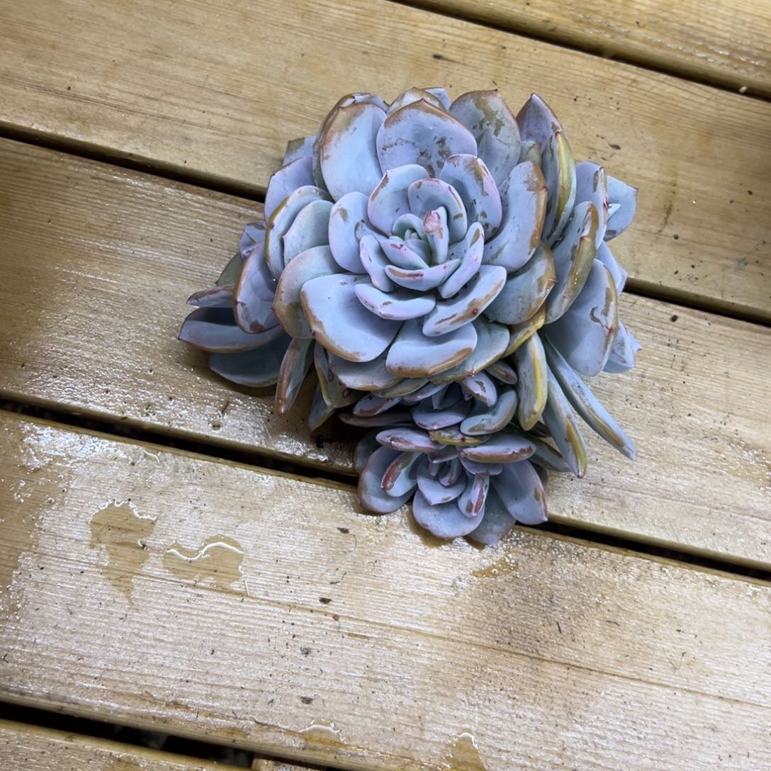 16厘米五头老桩奶茶