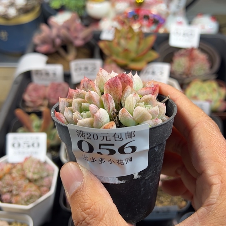 艾莎三头一物一拍多肉满20包邮明天发货