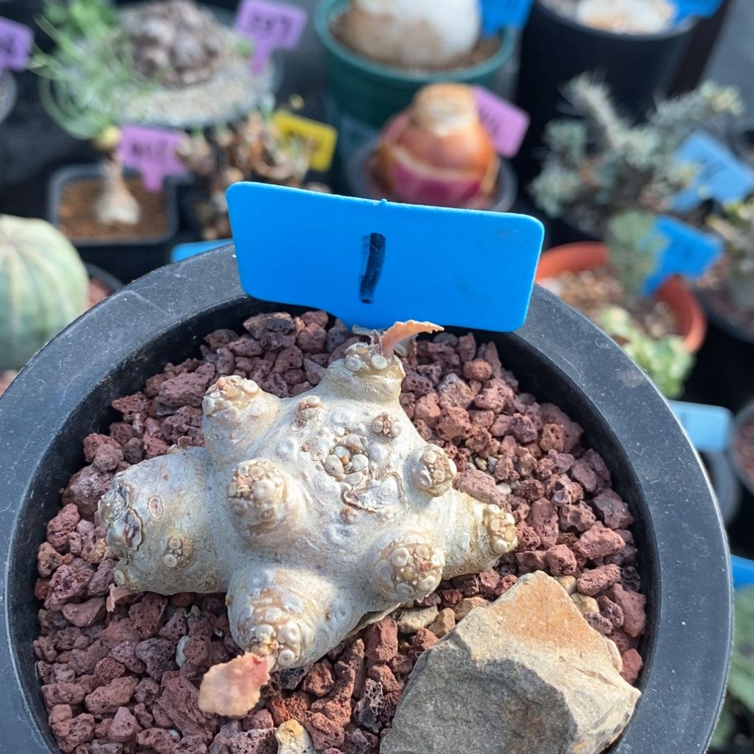 白皮流桑多肉植物