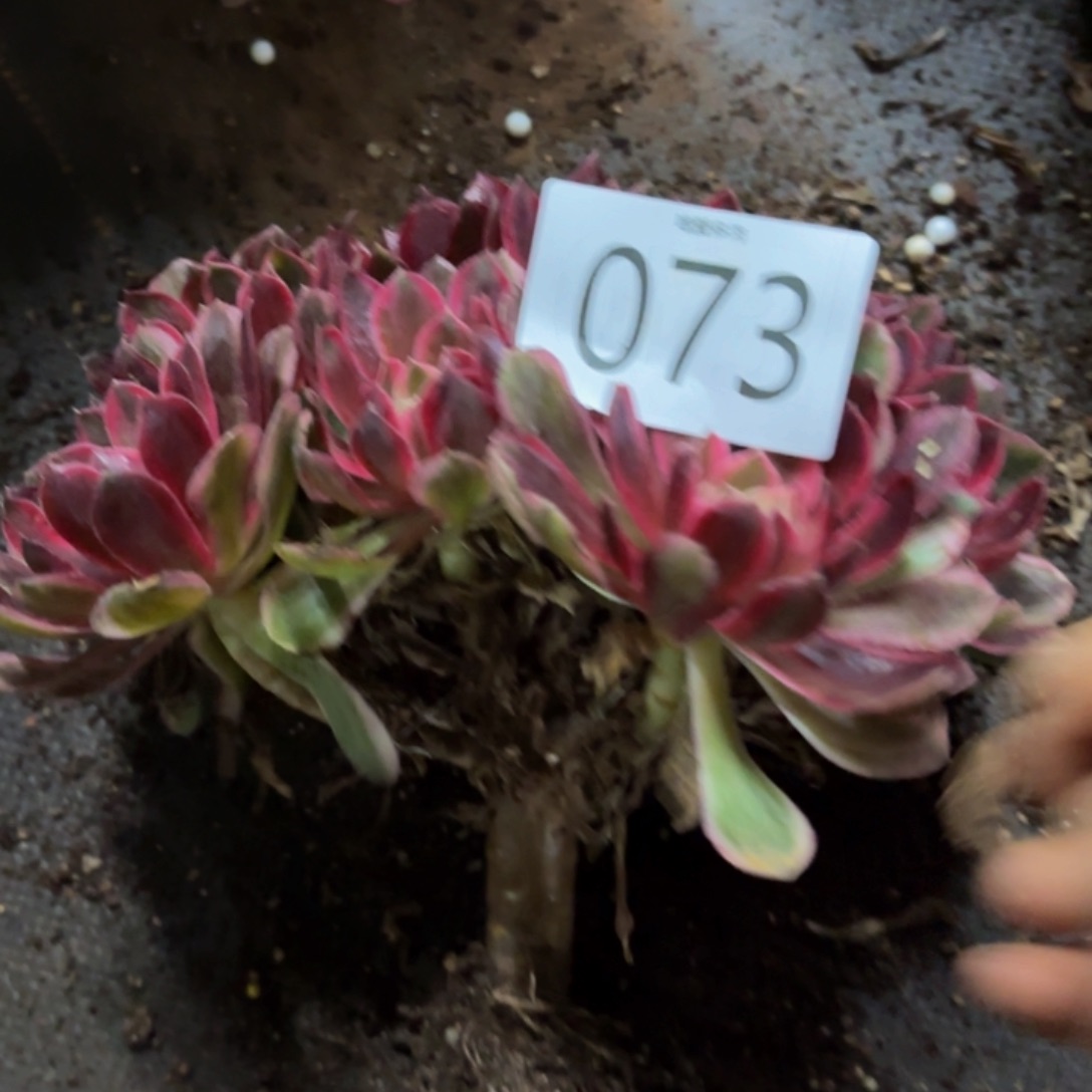 哈哈多肉葡萄福利073