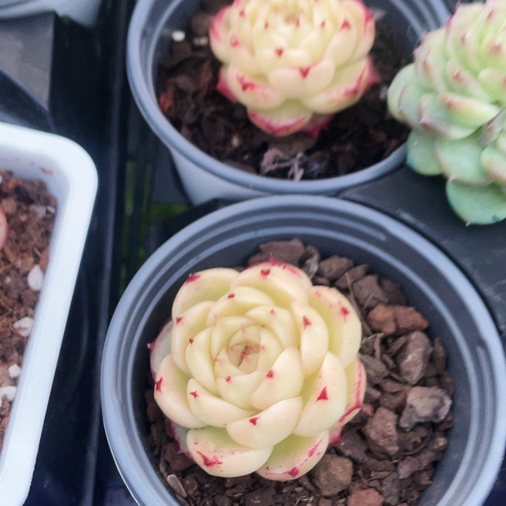 丰飞10一盆888888