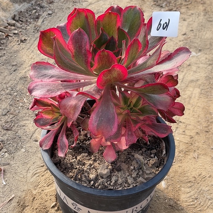 法师植物魅影法师601