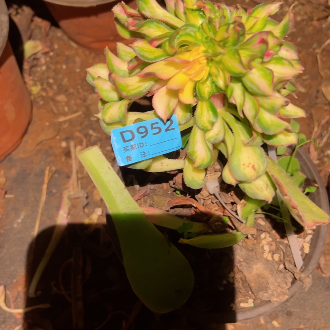 952 号多肉法师植物新年福利