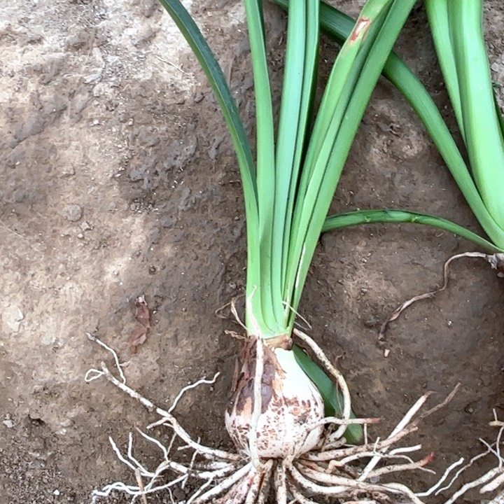 无花朵安吉拉一号包对版