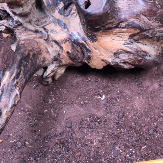 黄花梨/降香黄檀把件原木料定制，不退不换