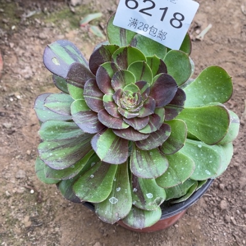 花月夜多肉多肉6218