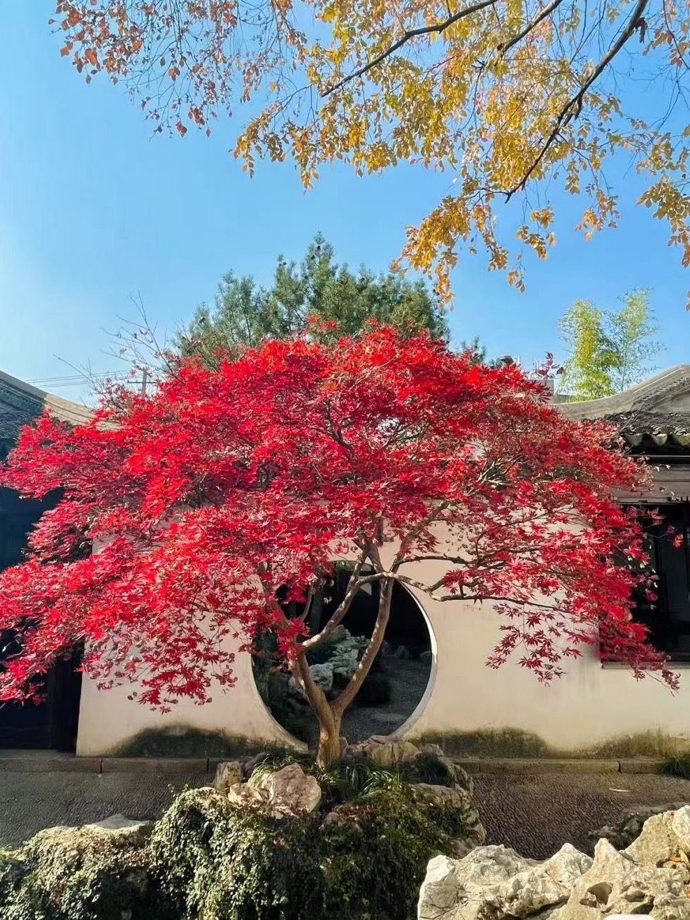 红枫 出猩猩 小叶红 山红叶 庭院别墅造景 点缀色彩，一物一拍