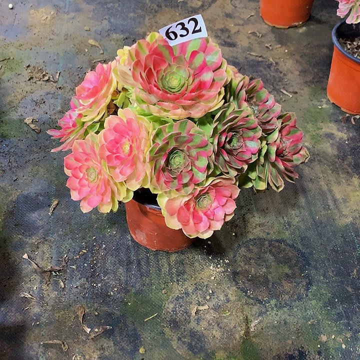 恋**舍多肉雨荷法师63200