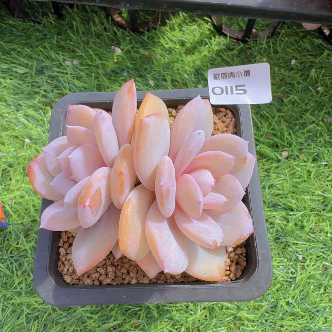 多肉植物奶茶双头老桩0115