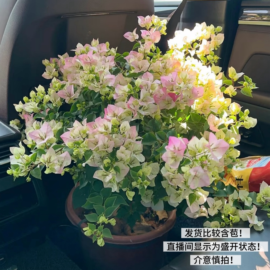绿樱·带花渐变粉四季开花三角梅爬藤庭院