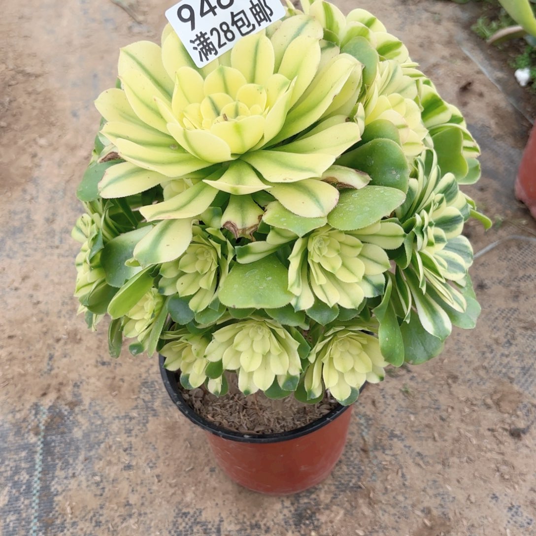 F. 9485辛尼雅多肉